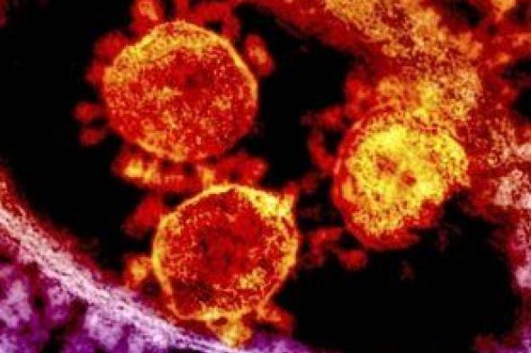 اكتشاف جديد لعلاج فيروس الكورونا
